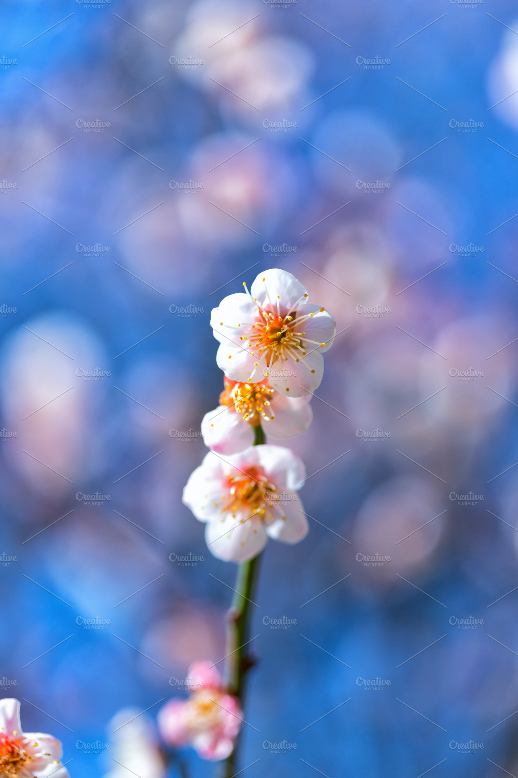Japanese plum blossoms featuring blossoms, flower, and kenrokuen, a Nature Photo by mikenoki