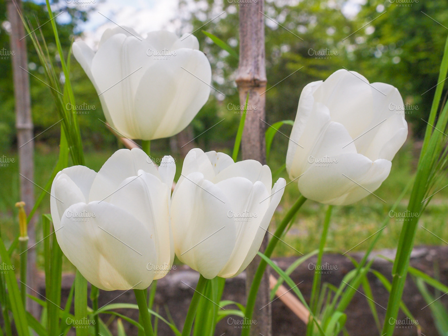 White tulip flower containing nature, flower, and flora