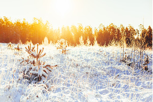 Winter Forest Landscape Landscape, a Nature Photo by Our Amazing World