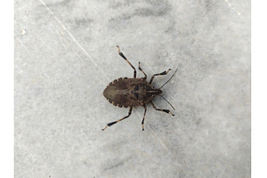 a stink bug on marble, an Animal Photo by LogosDen
