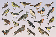 122 Vintage Illustrations of Birds, an Animal Illustration by Graphic Goods (Thumbnail 9 of 14)