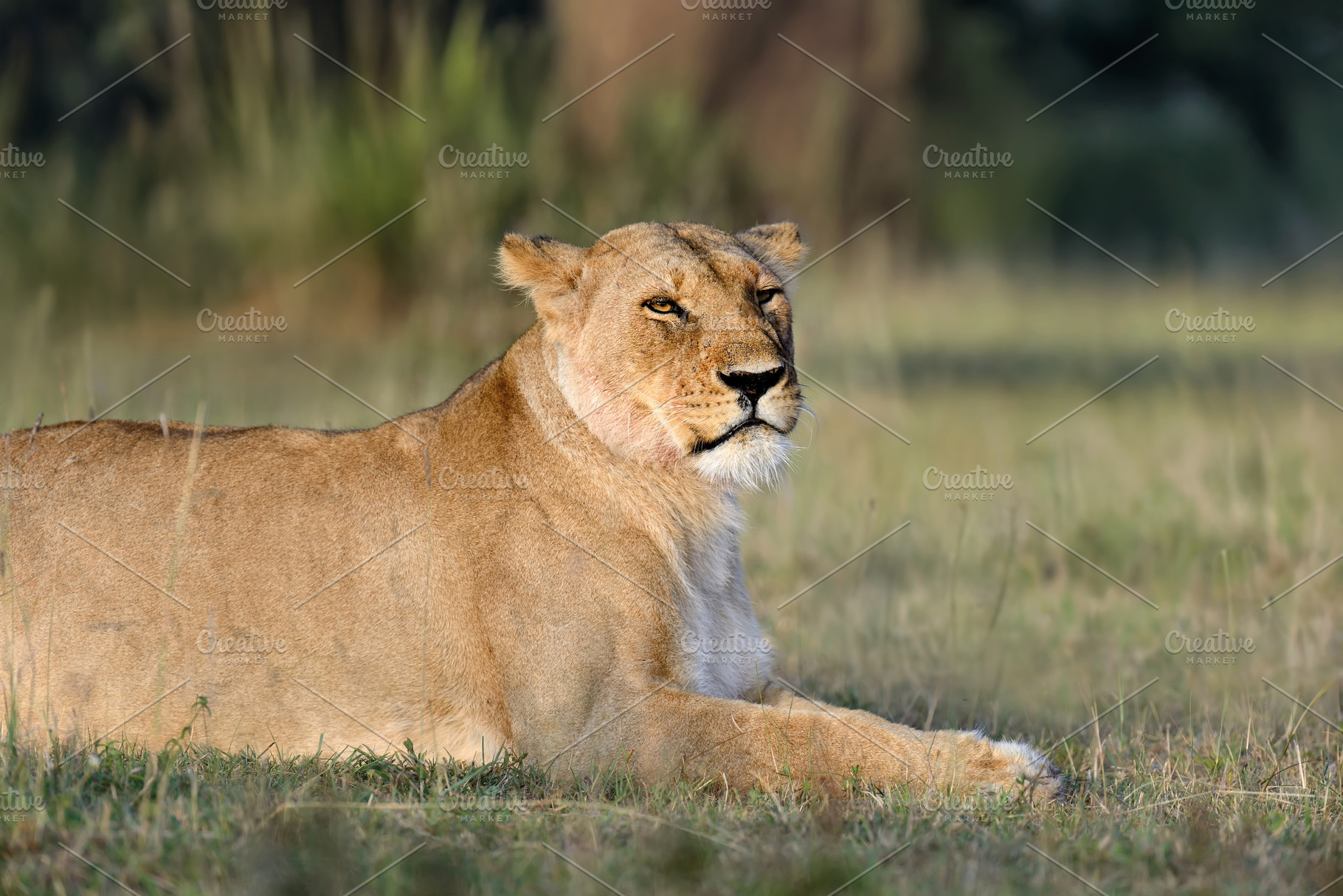 Lion lies in the grass in National park of Kenya, an Animal Photo by Byrdyak