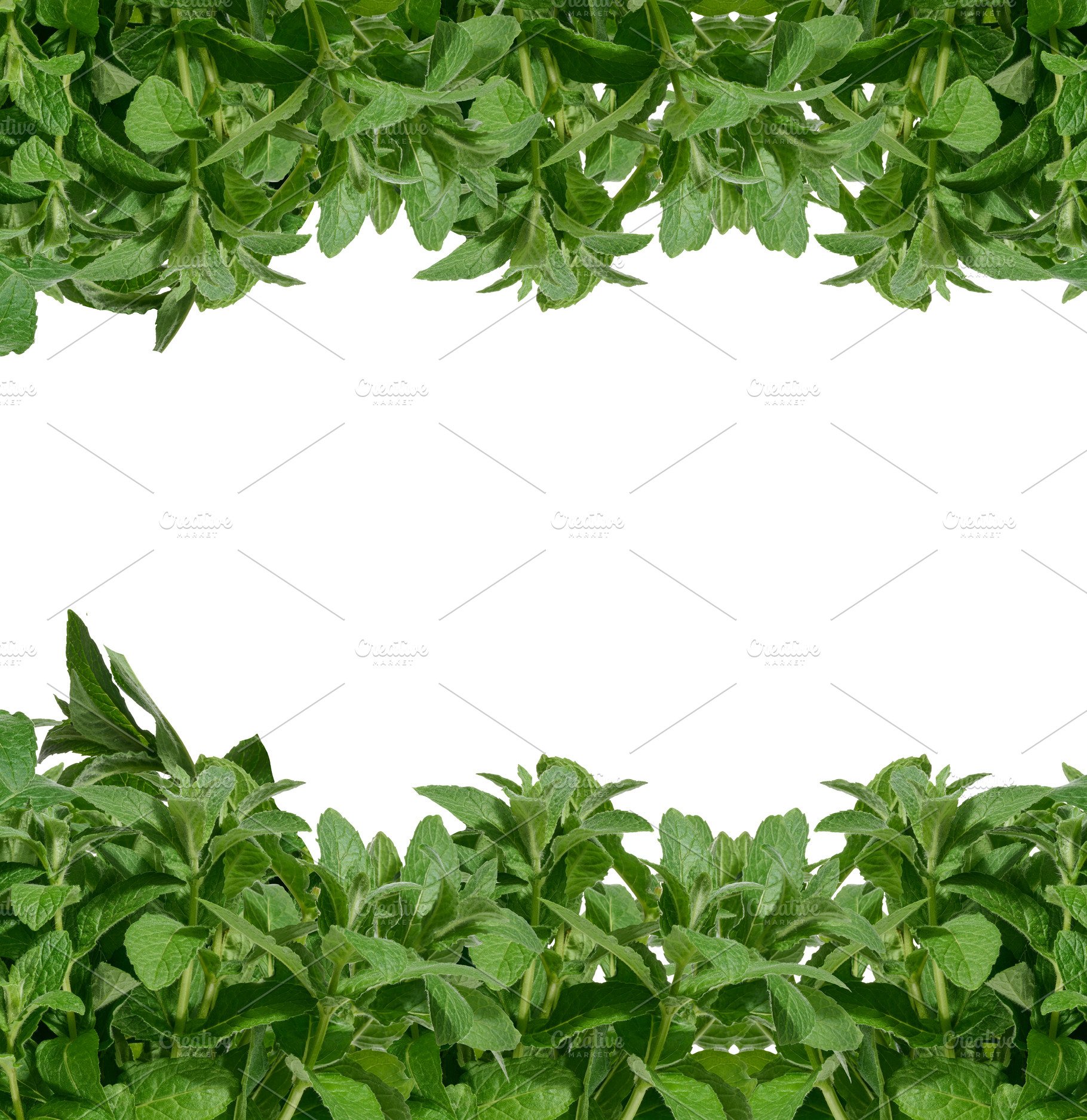 Bunch of green mint on isolated background, aromatic seasoning, a Food & Drink Photo by ndanko