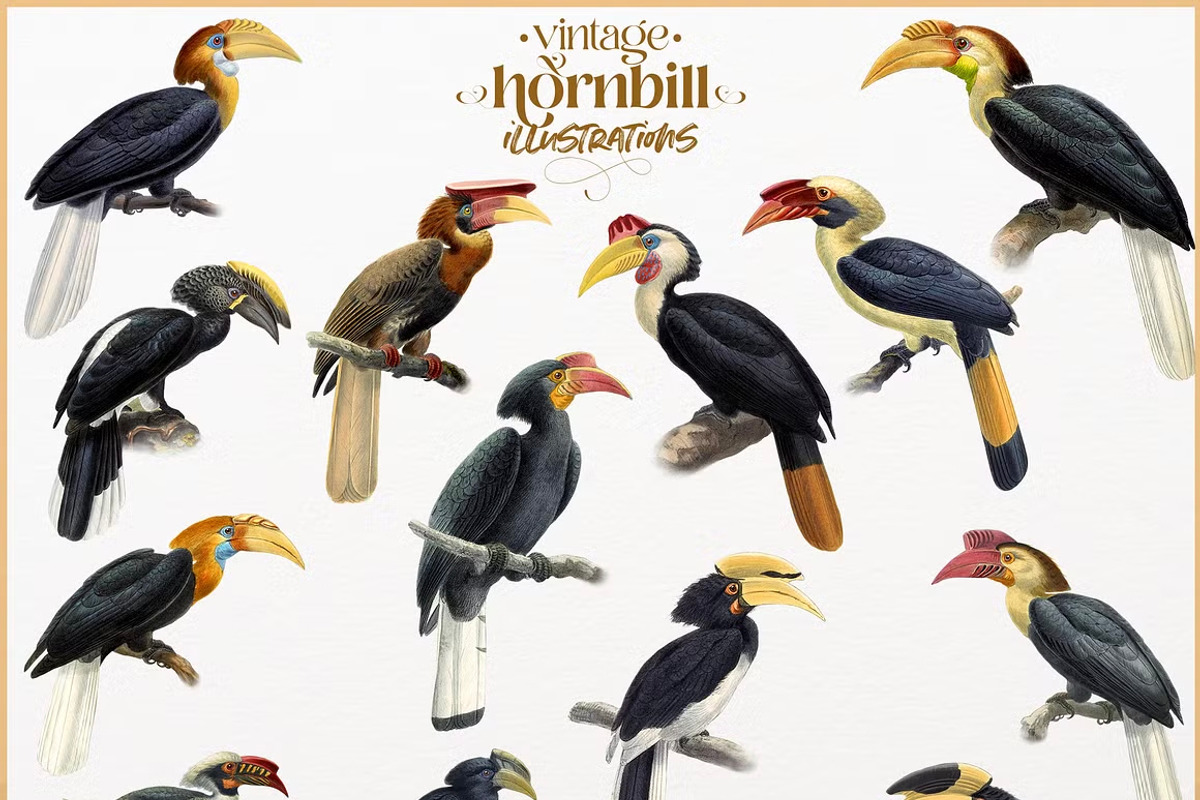Vintage hornbill illustrations, an Animal Illustration by Natalka Dmitrova art (Photo 1 of 17)