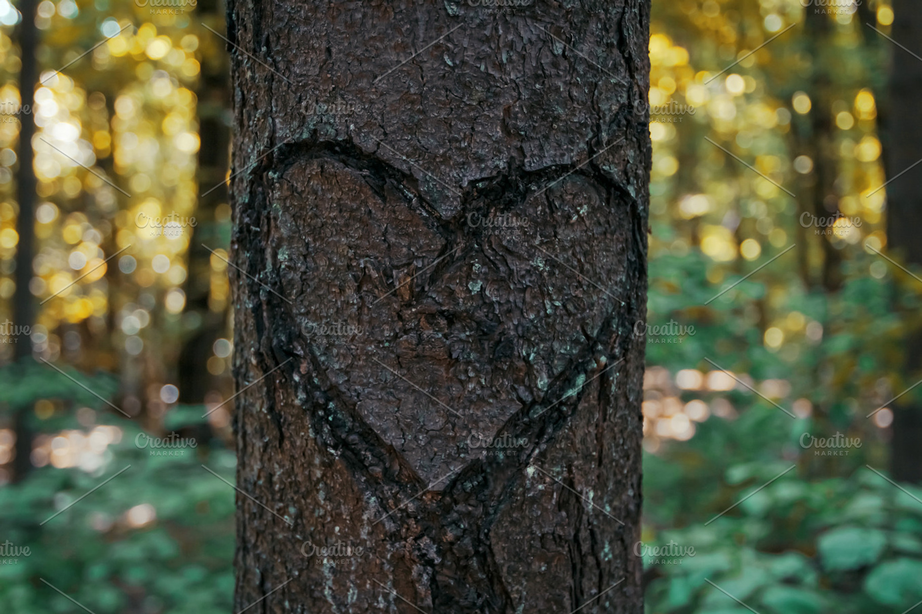 Heart carved into a tree featuring tree, trunk, and forest, a Nature Photo by c l a r a X Y