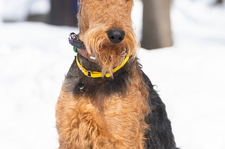 Welsh terrier on white snow, an Animal Photo by AlexBush