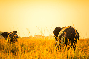 Elephants Walking Away On African Plains, an Animal Photo by THP Creative