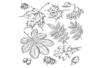 Autumn vector engraved hand drawn, an Object Illustration by Sabelskaya