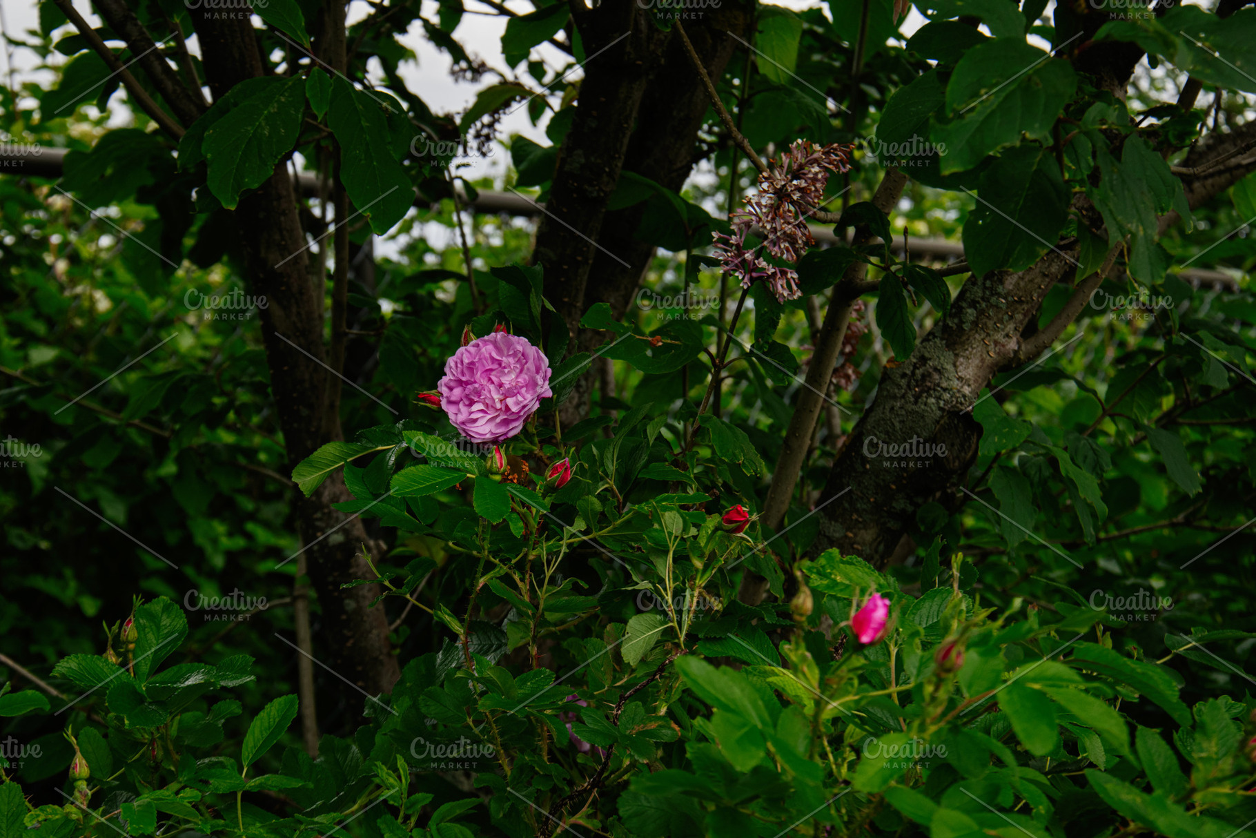 Pink flowers and green foliage in a garden setting in Reykjavik, Iceland, a Photo by AS photostudio