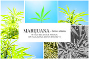 Marijuana Sativa Strain Stock Bundle, a Nature Photo by r.r.palacios (Thumbnail 1 of 6)