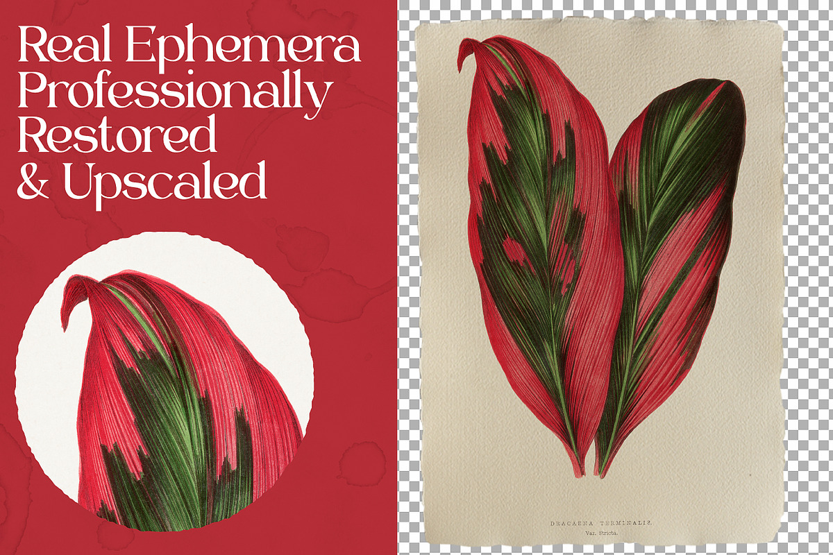 Vintage Leaves & Botanicals Ephemera, a Graphic by Craftsy Crafters (Photo 4 of 6)