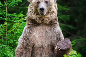 Brown bear standing upright among lush green foliage in a forest