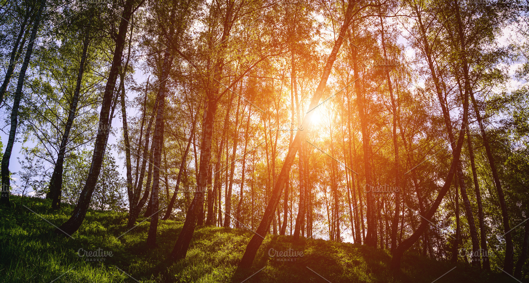 Sunlight filtering through the tall birch trees in a lush green, a Nature Photo by Eugene_Photo