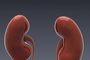 Animated internal organs, skeleton, a Characters & Person 3D Model by konstantin.ermolaev (Thumbnail 13 of 29)