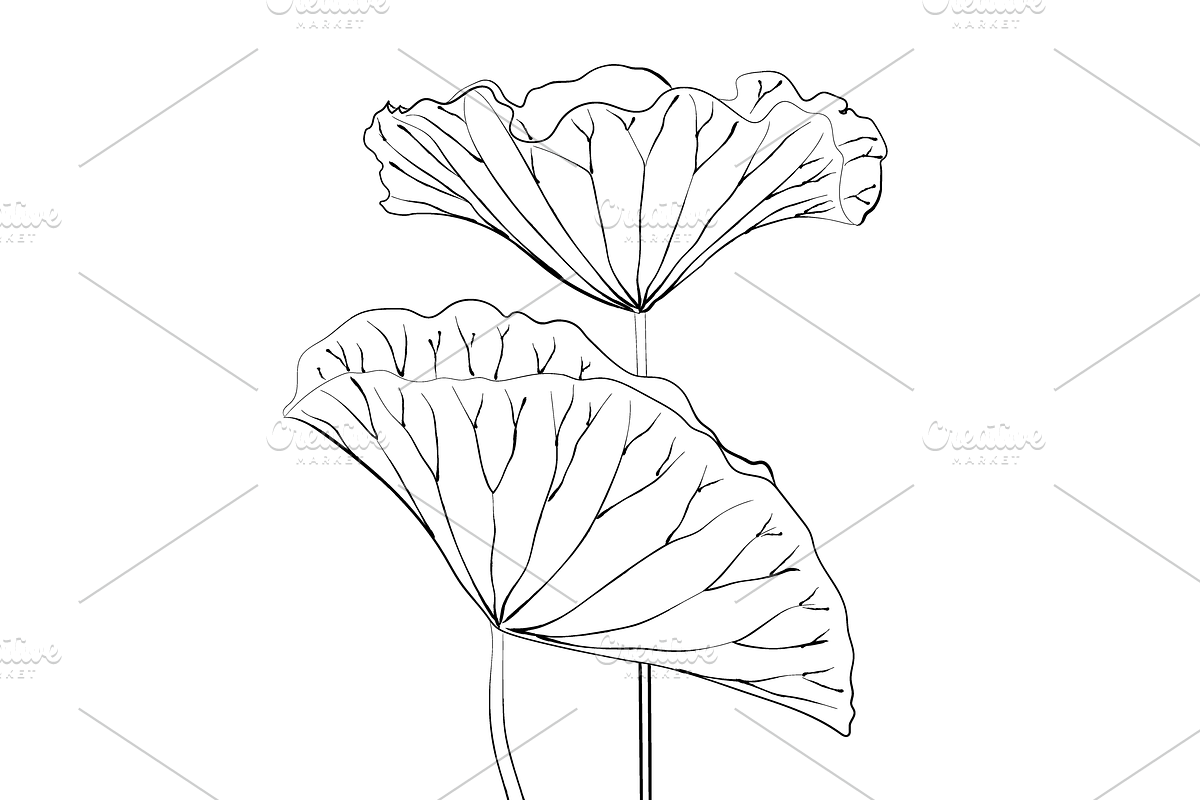 Lilies and Lotus Florals, an Object Graphic by VictoriaKStudio (Photo 7 of 10)