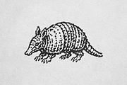 Retro illustration of an armadillo, an Animal Illustration by lettett (Thumbnail 3 of 3)
