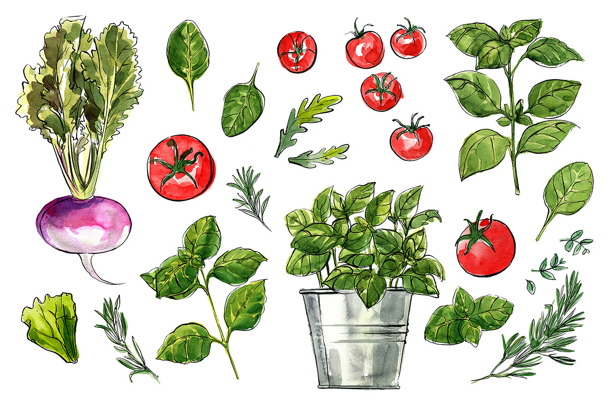 Food watercolor. Vegetables, a Food Illustration by irina.vaneeva (Photo 18 of 25)