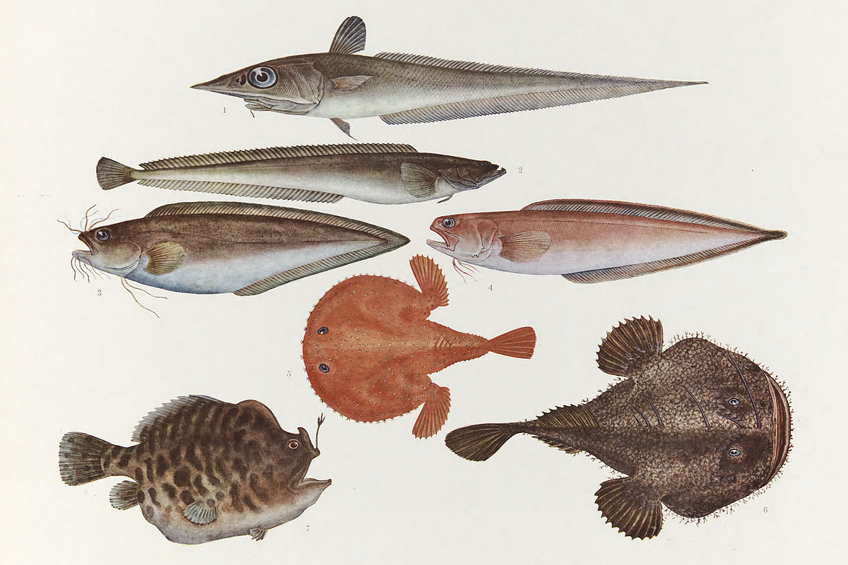 Kumataro Ito Japanese Aquatic Art, an Animal Illustration by Digital Museum (Photo 13 of 13)