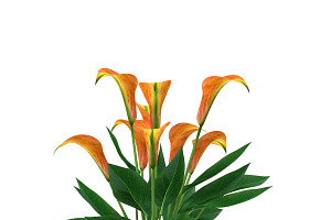 Calla Lily Orange