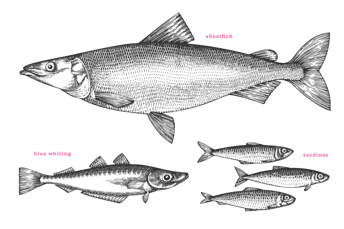 Fish#2 Vector Collection, a Food Illustration by Lubov Illustrations Shop (Photo 7 of 12)