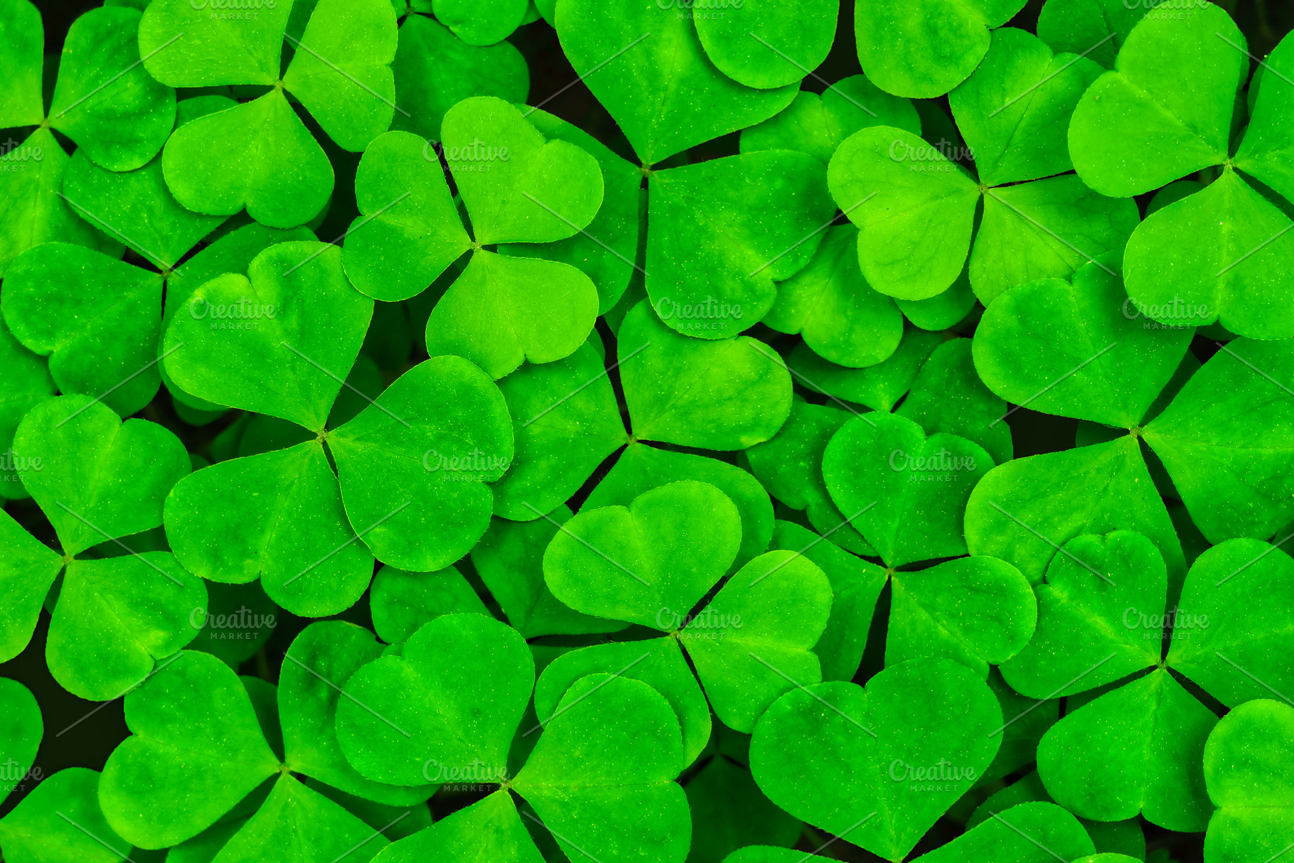 Green clover leaves field. Nature background of fresh shamrock plant. Symbol of, a Nature Photo by Eugene_Photo
