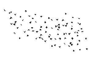 A Flock Of Flying Birds. Free Birds