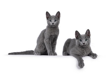 Russian Blue kitten on white background, an Animal Photo by Cat'chy Images by Nynke