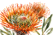 Pincushion Protea Flowers, a Decorative Illustration by Karliefie (Thumbnail 5 of 8)