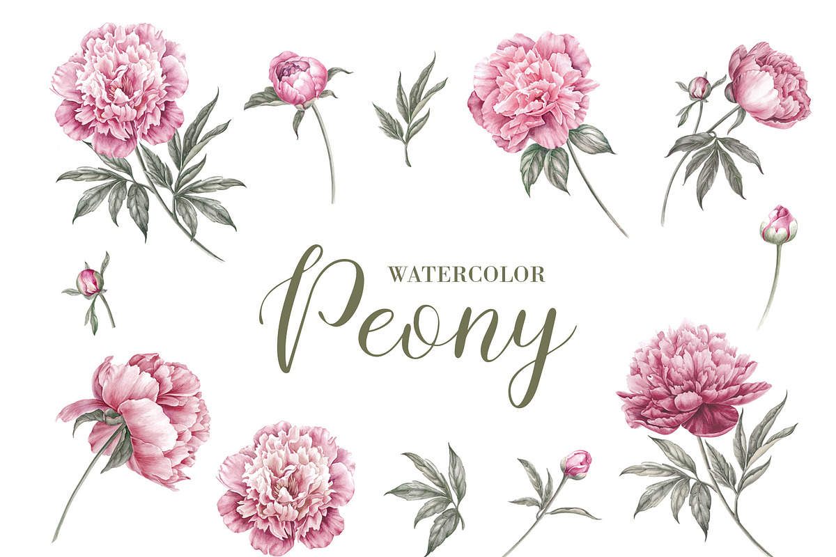 12 Watercolor Peonies PNG, a Decorative Illustration by Kotkoa (Photo 1 of 11)