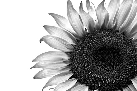 Sunflower stock photo containing flower and sunflower, a Nature Photo by Focus Photography