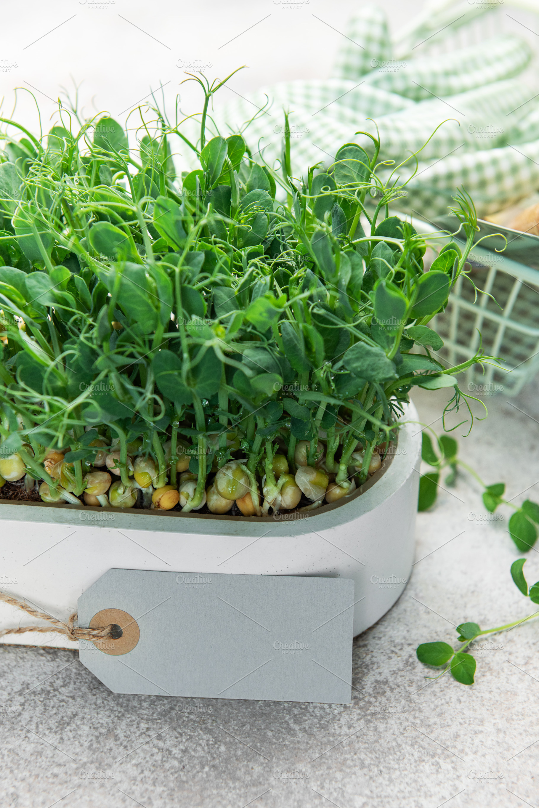 Growing fresh pea microgreens with gardening tools and tag, a Food & Drink Photo by Olena Rudo