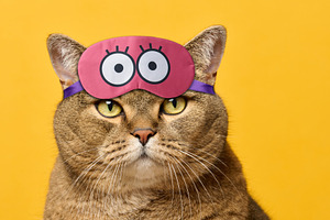 An adult gray cat with greenish eyes and a pink sleeping mask on, an Animal Photo by ndanko