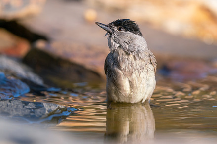 Sylvia atricapilla