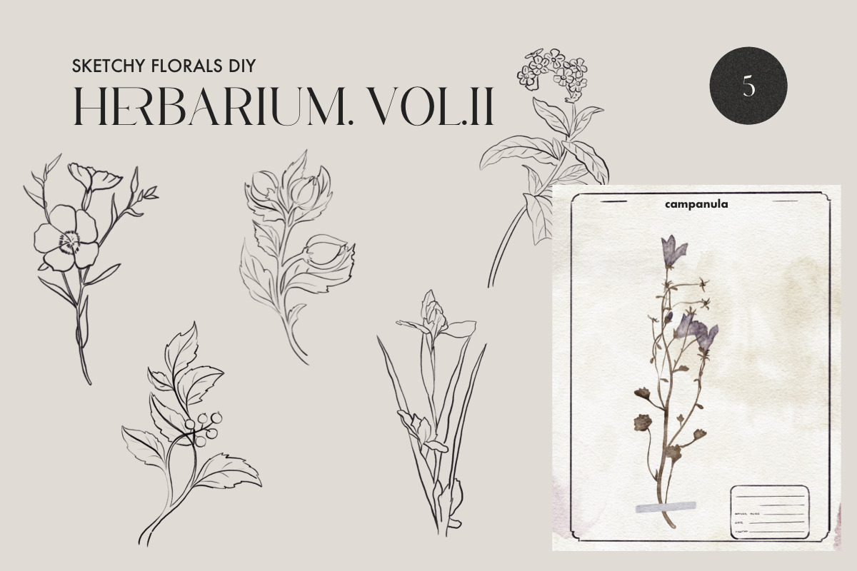 Herbarium II - Dried Pressed Flowers, an Illustration by AnaPierceArt (Photo 4 of 6)
