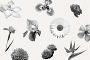 Oleander | Sans-Serif + 10 Cutouts, a Sans Serif Font by Karissa Macapagal (Thumbnail 10 of 10)