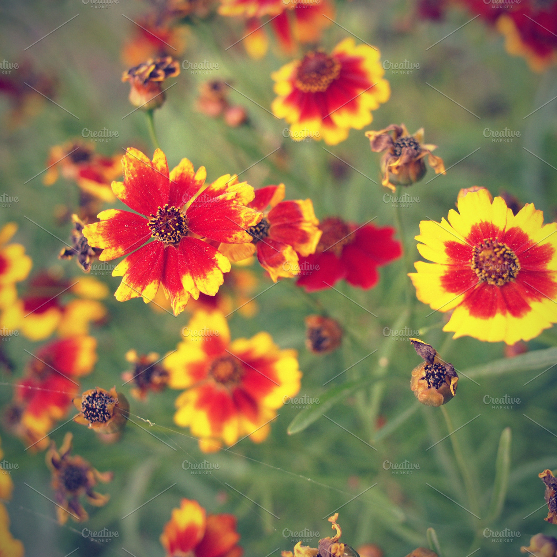 Coreopsis flowers