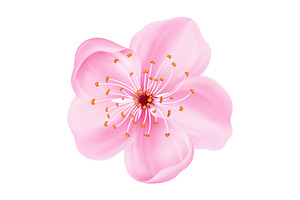 Realistic Japanese sakura blossom, an Object Illustration by Yayasya