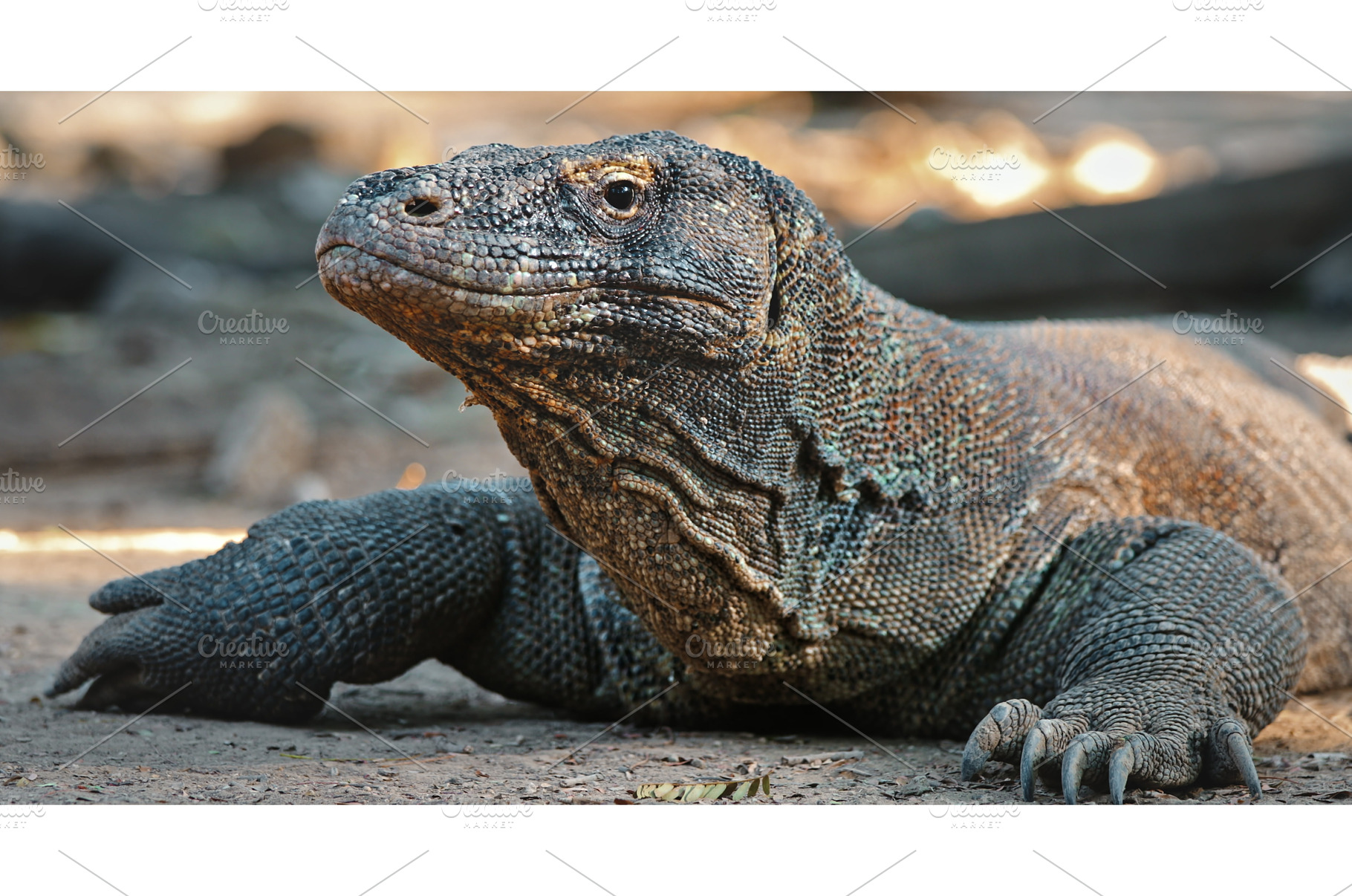 Komodo dragon resting on the ground, an Animal Photo by Goinyk
