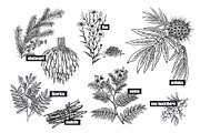 Medical plants. Big set., an Object Graphic by MarinaVorontsova (Thumbnail 10 of 11)
