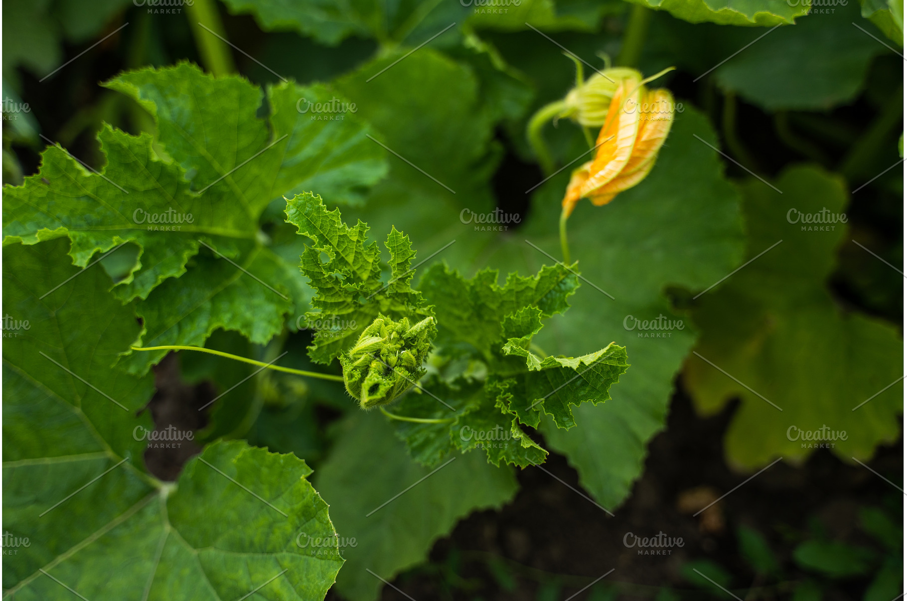 Young pumpkin plant growing in, a Nature Photo by volodymyrshtun13795