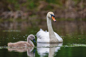 Mute swan with baby. Cygnets on summer day in calm water. Bird i, an Animal Photo by Byrdyak