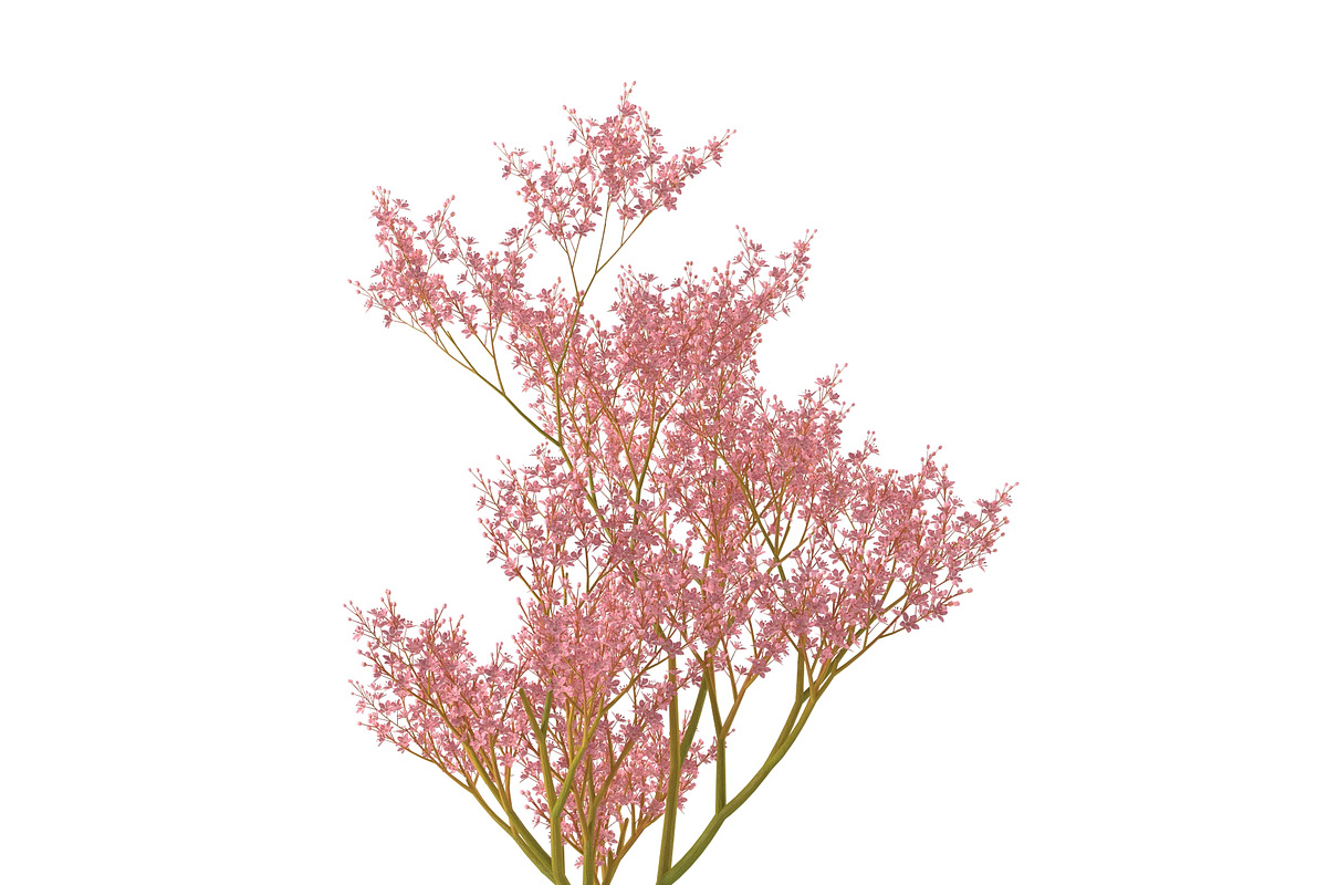 Filipendula rubra, a Plants & Tree 3D Model by AndrewWhite (Photo 4 of 11)