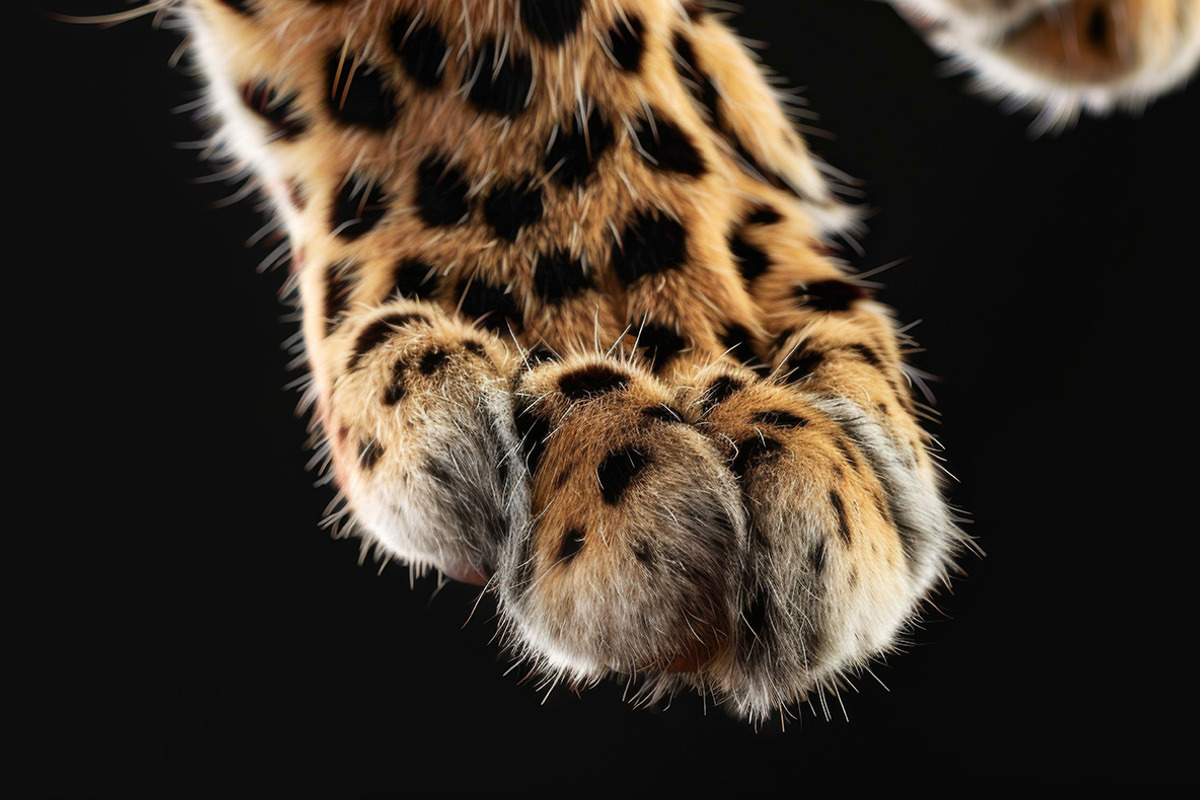 Animal Legs - 49 images, an Animal Photo by Handmadefont (Photo 9 of 13)