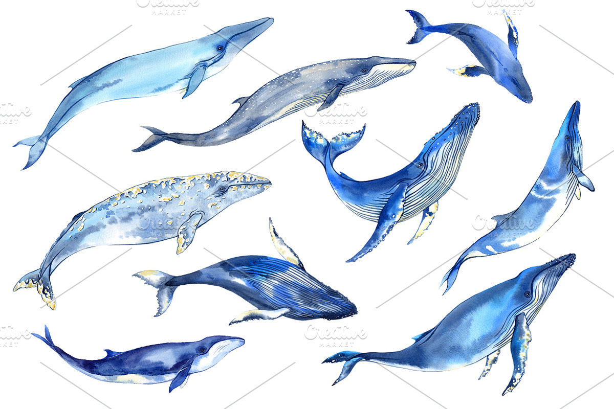 Watercolor whales, an Animal Illustration by Evgeniia Zagreeva (Photo 2 of 5)