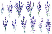 Lavender flowers watercolor, clipart, a Food Illustration by Hanna Hryharenka (Thumbnail 8 of 17)
