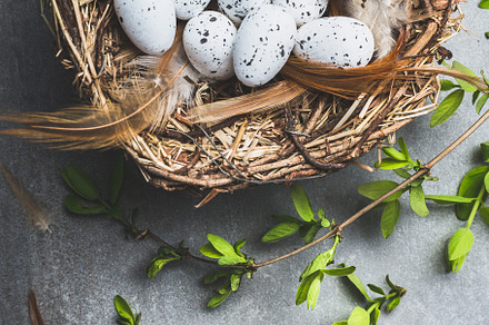 Easter eggs in nest with spring twig