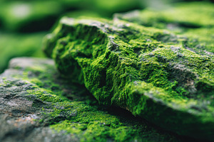 Vibrant green moss on rocks in sunlight, a Nature Photo by AlyaAnd