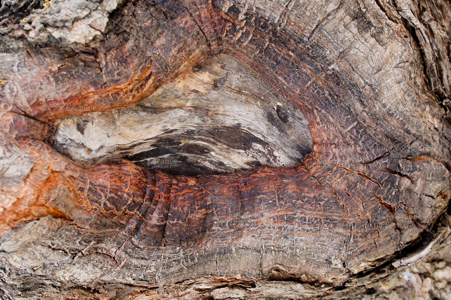 Close-Up of Tree Knot with Natural W, an Abstract Photo by bastera
