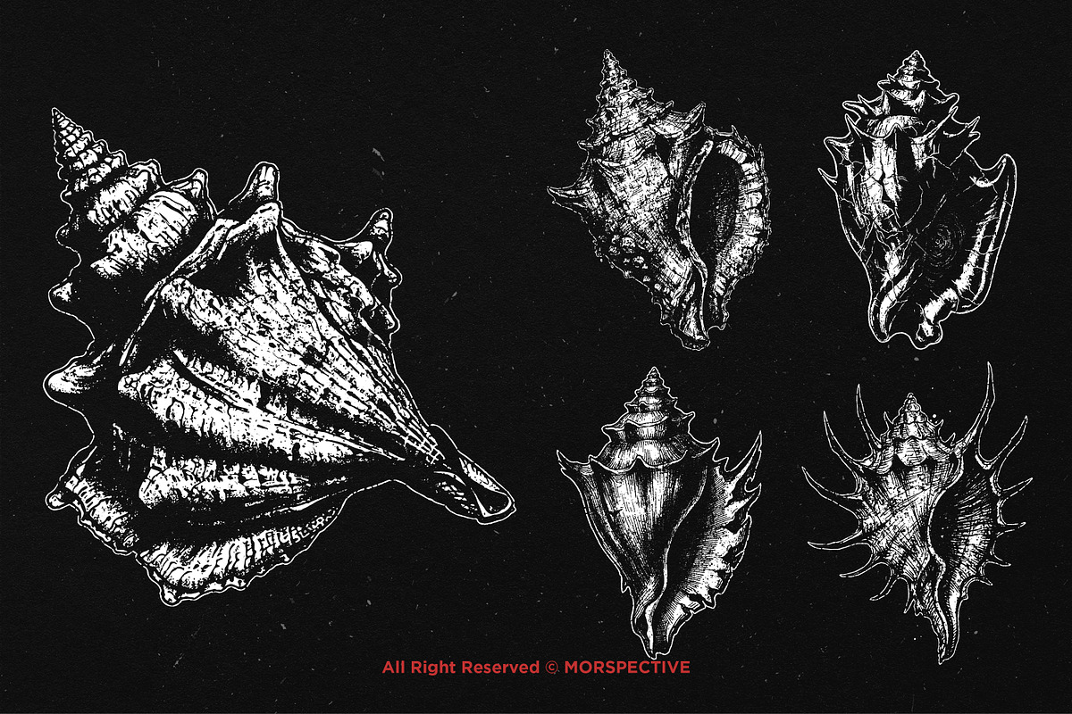 10 Bundle Dark Art Sea Shell Ocean, an Illustration by Morspective (Photo 5 of 7)