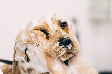 Washing the dog with shampoo in the bathroom., an Animal Photo by Rov.7